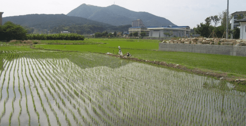 South Korean government data shows notable decline in rural relocation in 2022